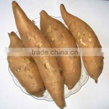 Chinese Sweet Potato