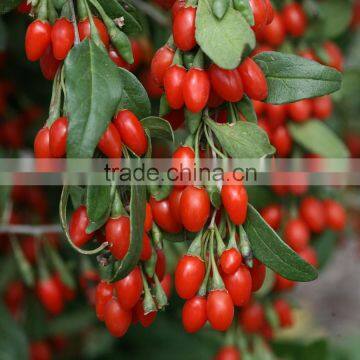 Wolfberry 2015 New China Biggest Trading Ningxia Organic Goji Berries 100% Natural 2x 5kg Certificate Goji Berry photo-3