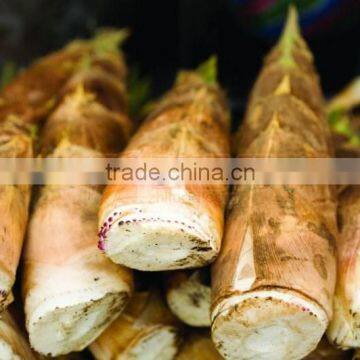 Fresh Dry Bamboo Shoot