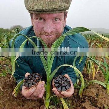 black garlic buy from high grade company fermented black garlic