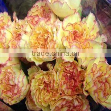 Cheap big carnations heads for wholesale