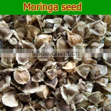 moringa moringa powder Herbal Extract Type moringa seed