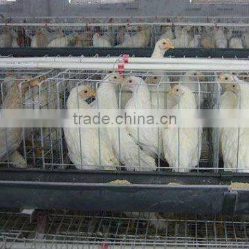 hot galvanized layer chicken cage