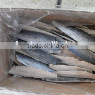 Frozen Spanish Mackerel Fillet (Scomberomorus Niphonius)