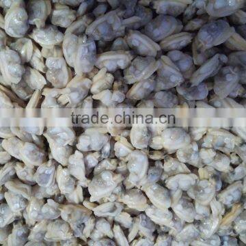 IQF Delicious Paphia Undulata Frozen Clam Meat Shell off photo-2