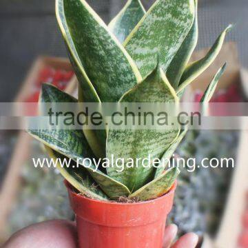 Sansevieria Trifasciata(Snake Plant )Ornamental Plants photo-2