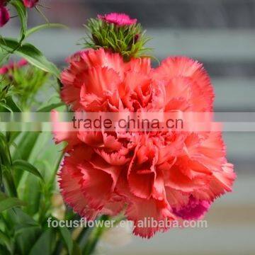 Fragrant Fresh Flowers Carnation Fresh Cut Flowers for Birthday From Kunming