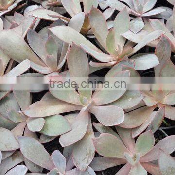 succulent plant echeveria afterglow, decorative plants echeveria, succulent plants, tropical plants