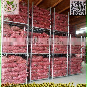 SHANDONG Fresh Ginger, Air Dry Ginger photo-5