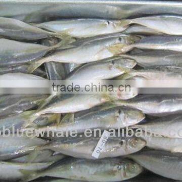 New season arrival pacific good quality horse mackerel horse mackerel