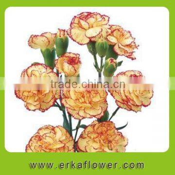 Pure and mild flavor crazy selling diversified in packaging inflatable carnation cut flower