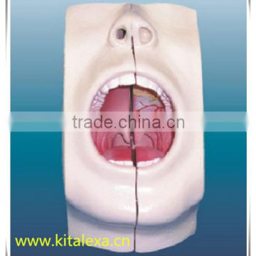 KA-TP00014 Oral cavity model