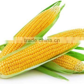 Vietnamese yellow maize at the cheapest price