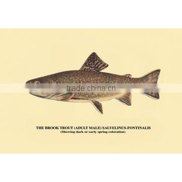 The Brook Trout (Showing Dark or Early Spring Coloration) 20x30 poster