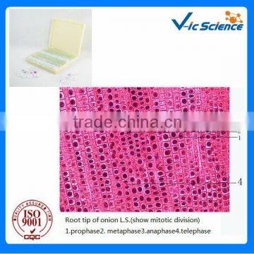 Lab Instrument Plant Onion Plant Mitosis for Microscopes Set From Factory