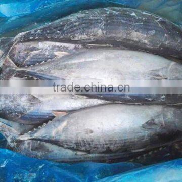 frozen whole round striped bonito tuna fish Sarda Orientalis