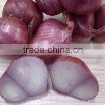 Viet Nam Red Onion (Email: julia.vilaconic@gmail.com)