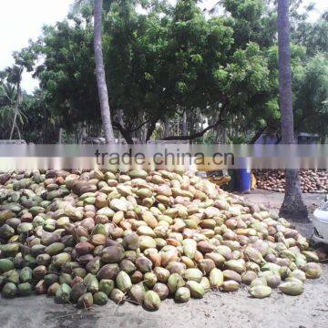 Semi Husked Coconuts From Pollachi photo-6