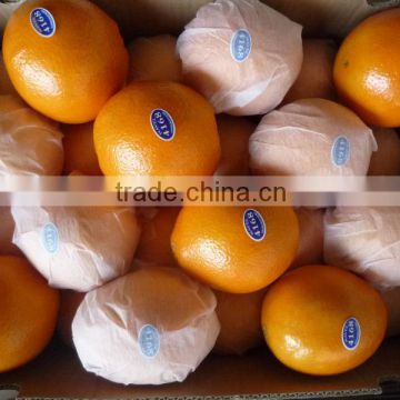 Chinese Navel Orange