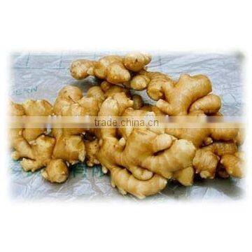 China fresh mature spicy ginger , Grade A ginger