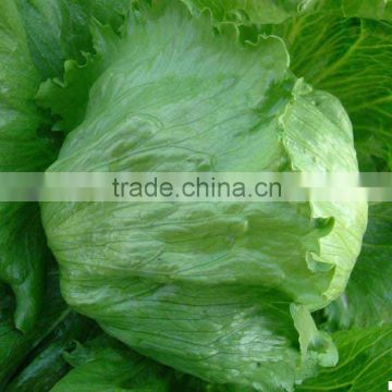 Chinese vegetable hybrid Lactuca stiva seed for growing-Summer green