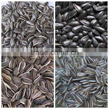 organic sunflower seeds in shell chinese sunflower seeds hybrid sunflower seed