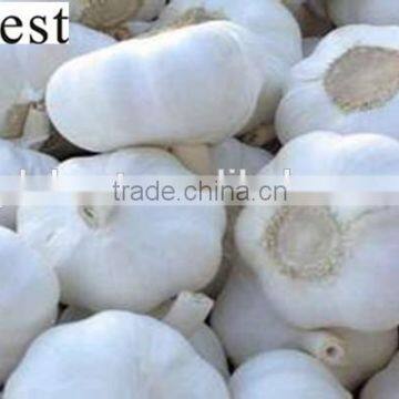 PURE WHITE FRESH GARLIC 5.5CM