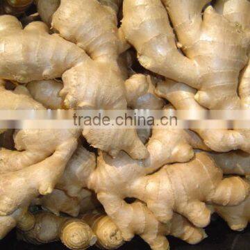 Specification Fresh Ginger photo-3
