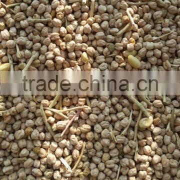 Chick Pea photo-5