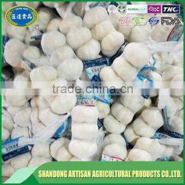 Fresh White Garlic Export Company photo-2