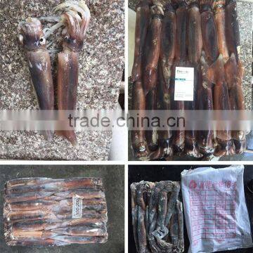 Frozen Argentinus Argentina Illex Squid Exporter photo-2