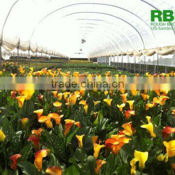 Multi-span Poly Tunnel for Strawberries Tropical Agricultural Greenhouse Tunnel