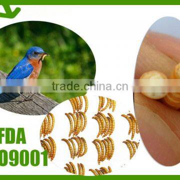 Fish attractant mealworm animal feed, organic bird feed mealworm