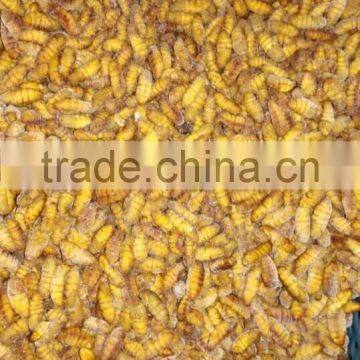Food Of Human Frozen Silkworm Chrysalis photo-2