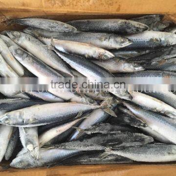 Frozen W/R Pacific/Atlantic Mackerel photo-4