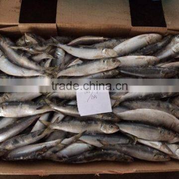 Sea Frozen Best Price Light Catching Sardina for Market photo-2