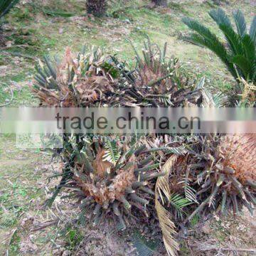 cycas revoluta multi-heads fields