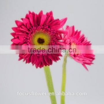 Most Popular Cut Fresh Purple Peta Gerbera From Yunnan China