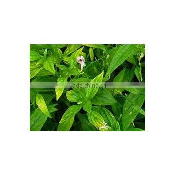 Andrographis Paniculata Herb