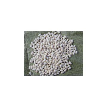 WHITE KIDNEY BEANS