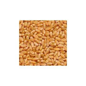 Wheat