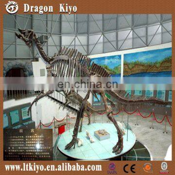 2016 Skeleton model of dinosaur for hot sale