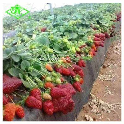 Agriculture Black/Silver Greenhouse Plastic Mulch Film for Strawberry photo-2