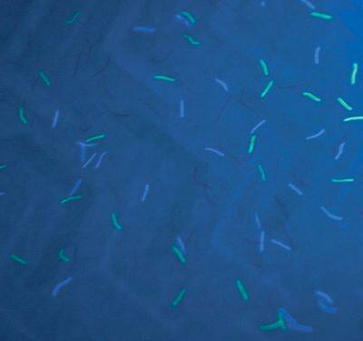 UV fiber paper Color、invisible fiber paper、certificate paper，CBS1 check paper