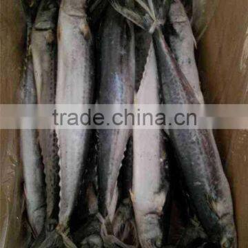 Frozen Whole Round IQF Frozen Spanish Mackerel Fish photo-2