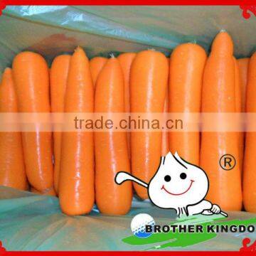 new crop Fresh Carrot 150g-250g