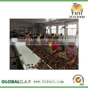 Big Size and Small Size Normal Fresh Taro