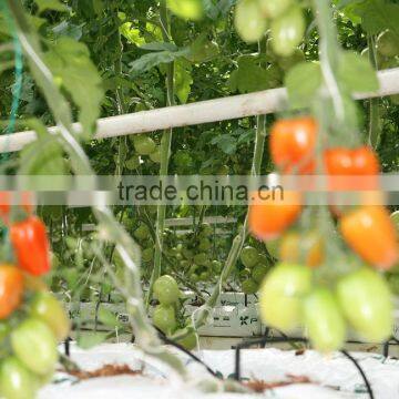 Red Tomato From Turkey