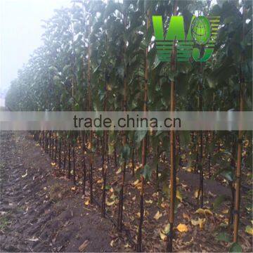 wy-z035 plastic coated bamboo cane