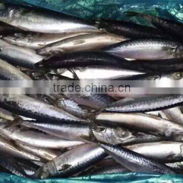 Whole Round Frozen Food Mackerel Fish 6-8pcs/kg Newly Caught for Market photo-2
